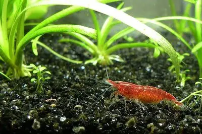 do you need live plants for shrimp