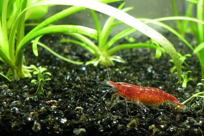 do you need live plants for shrimp