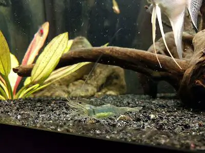 How Do You Know if a Shrimp Is Pregnant? (Solved!)