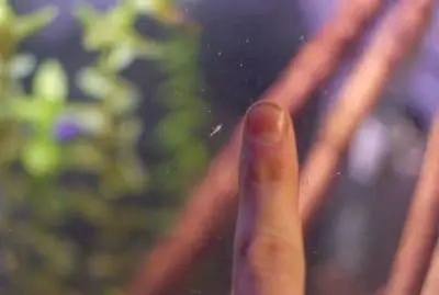 how fast do baby shrimp grow
