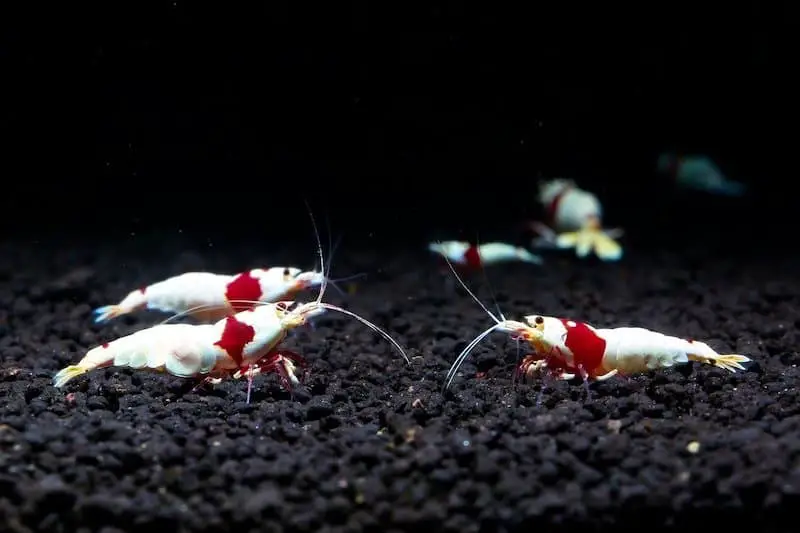 how quickly do shrimp reproduce