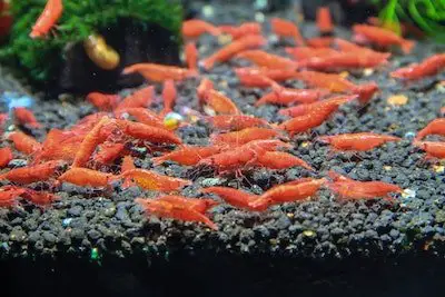 shrimp breeding tank setup