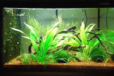 shrimp tank lighting
