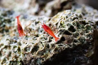 Breeding Shrimp for Profit: Everything You Need to Know