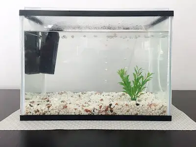 cycling shrimp tank
