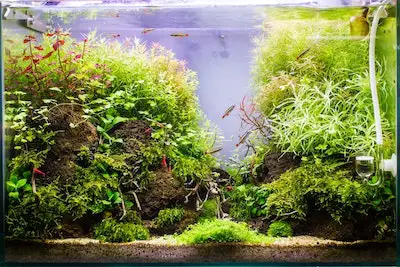 Shrimp Tank Water Change: Everything You Need to Know