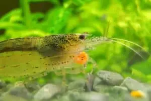 feeding shrimp vegetables