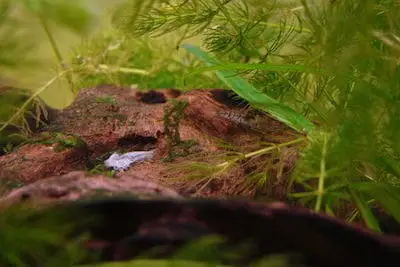 Is Shrimp Molting a Good Sign? (Answered!)