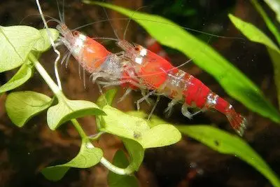 where to sell shrimp