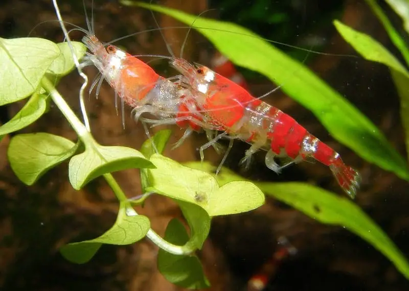 where to sell shrimp